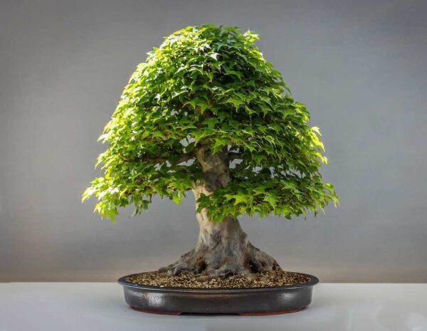 crear un bonsai