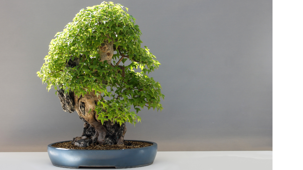 El abonado del bonsai