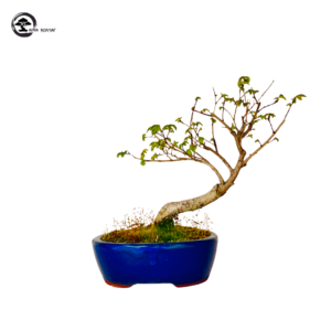 Bonsai natural