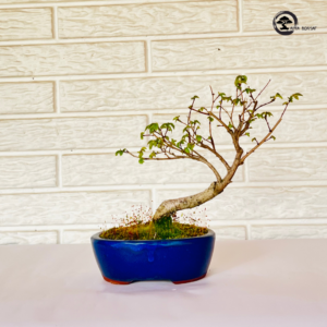 Regala Bonsai