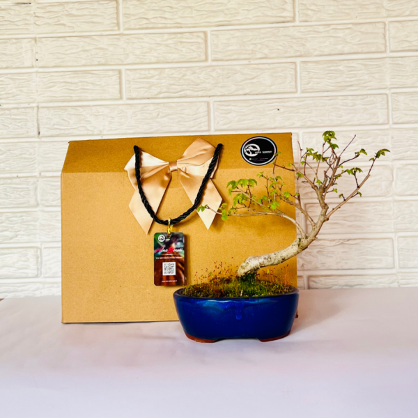 Bonsai con Alma