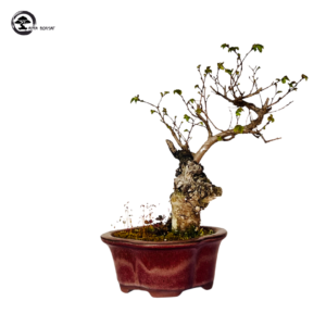 Bonsai comprar