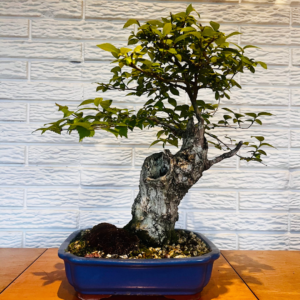 bonsai natural