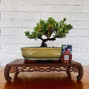 Bonsai comprar