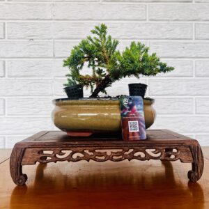 Bonsai cuidados