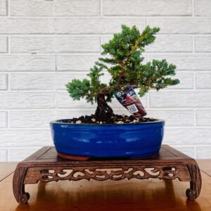 Bonsai regalo
