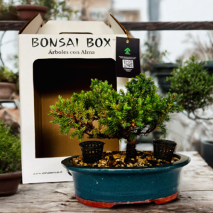 Bonsai venta