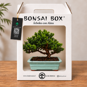 Bonsai Box