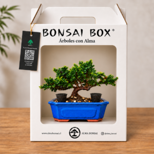 Bonsai Box Sonare Mori