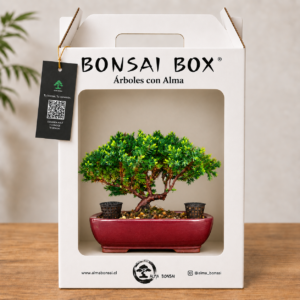 Bonsai Box Mori