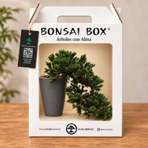 bonsaibox