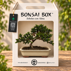 bonsai box